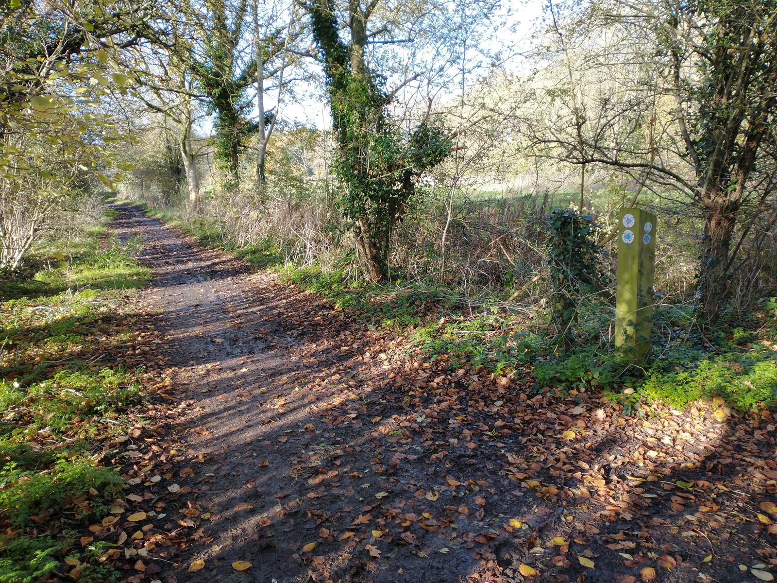 A shady path near Aldenham
